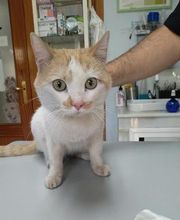 Centro Veterinario Guillena imagen 5