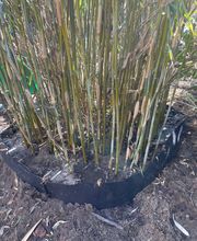 WhatsApp Bild 2025-03-31 um 09.39.22_3cc1238c.jpg