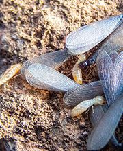 OPC Pest Services - Thornton image 1