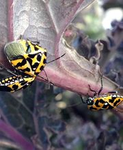 SafeHaven Pest Control image 19