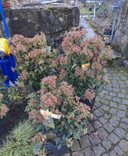 Bruno Winet, Privatgärtner Bild 1