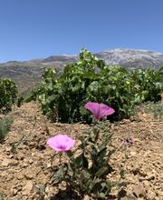 Sedella vinos SL imagen 2