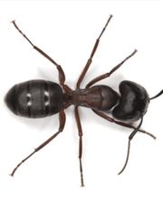 SafeHaven Pest Control image 5