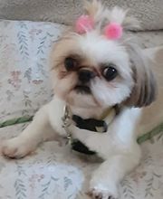 Poodle Doodle Pet Grooming image 15