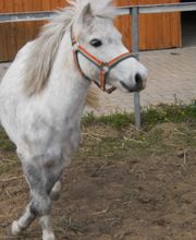Reiten mit Achtsamkeit Angelika Rose Bild 2