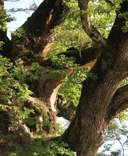 Spycher Baumpflege GmbH Bild 12