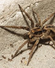 OPC Pest Services - Thornton image 10