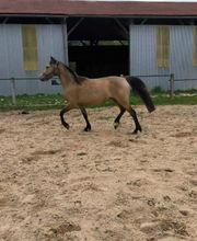 ECURIE DE LA FONT ROY image 1