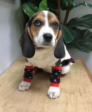 Taylor Animal Hospital of Parkville image 5