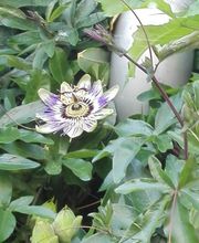 Café s´Lädl Gleisweiler Bild 7