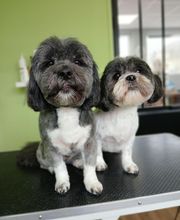 Artist'O Chien image 2