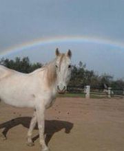diadegranjacom-caballo-04.jpg