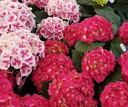 Blumen Steinhilber Weiden Bild 11