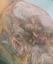 Rigaud Gaël image 3