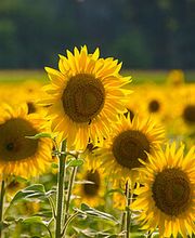 LANDOR fenaco Genossenschaft Bild 5