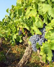 Domaine la Barotte image 2