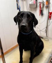 Armelle Toiletteuse Chiens Et Chats image 8