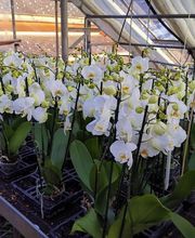 Oesch Fleurs & Jardins SA Bild 12