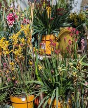 Pépinière Côté Jardin image 3