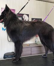 Salon de Toilettage le Poil Rebelle image 2