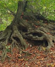 Taiji-Qigong mit Regine Bild 14