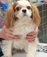 Westerville Veterinary Clinic image 8