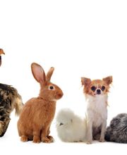 Clinique vétérinaire PK3 image 9