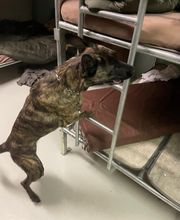 DetectDOG by HDD, Horner Détection Désinfestation sàrl Bild 6