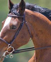 Centre Equestre Le Domino GAEC image 2