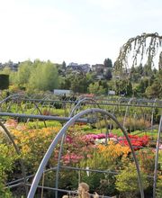 Bernhard Baumschulen AG Bild 10