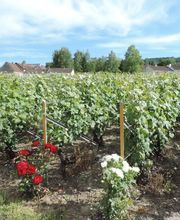 Champagne Littière Alain image 2