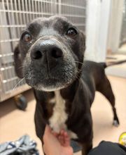 Humane Society Of Greater Miami North image 6