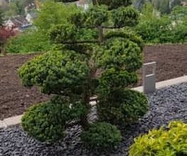 Amalea Garten Bild 7