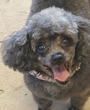 Kingdom Canine Center image 2