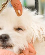 Hundesalon Pet Cut's Bild 12