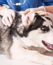Susquehanna Trail Animal Hospital image 4