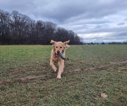 Hundetraining - Tinas HuSchu | Hundeschule München und Umgebung