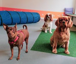 Hundezentrum Lapki Bild 9