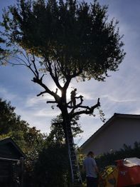 A.D.P Arbre-Déco-Paysage
