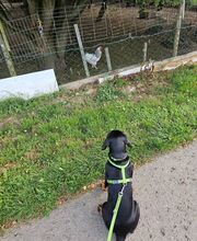 Miris Hundeschule Bild 4