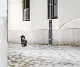 BC Tierfotografie