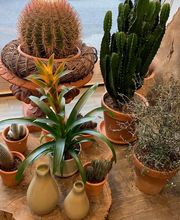 Köpfer Blumenhaus GmbH Bild 12