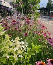 Vogel Gartenbau AG Bild 1