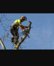 Debarre Elagage image 6