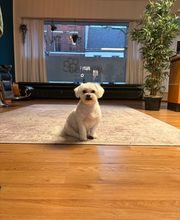 Artgerecht-dogspa Bild 10