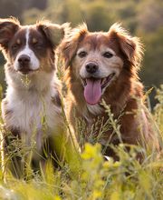 Hundezentrum Saarburg Bild 8