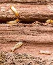 Lloyd Pest & Termite Control image 1