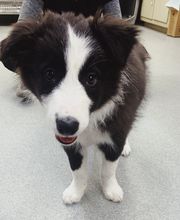 Rockhill Pet Clinic image 4