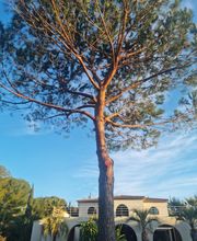 Au Gré Des Arbres image 11