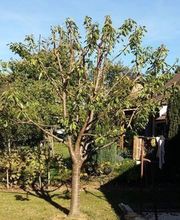 Baron Frederic image 3